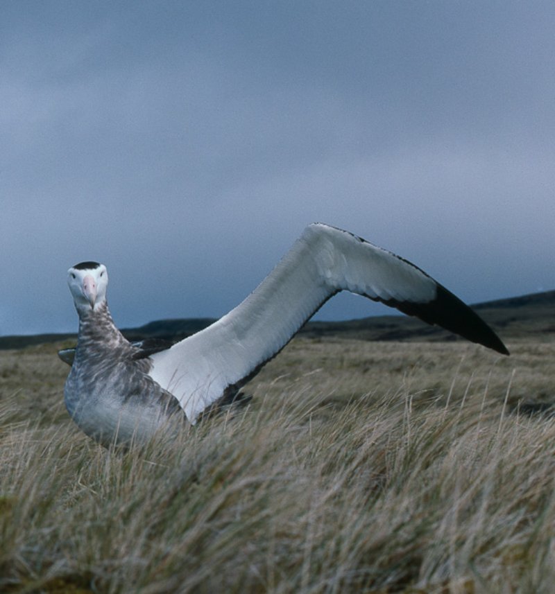 Amsterdam Albatross with wings open standing over a grass looking towards the camera