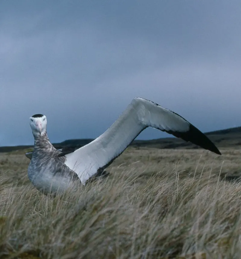 Amsterdam Albatross: Why is it Endangered? 5 Amsterdam Albatross with wings open standing over a grass looking towards the camera