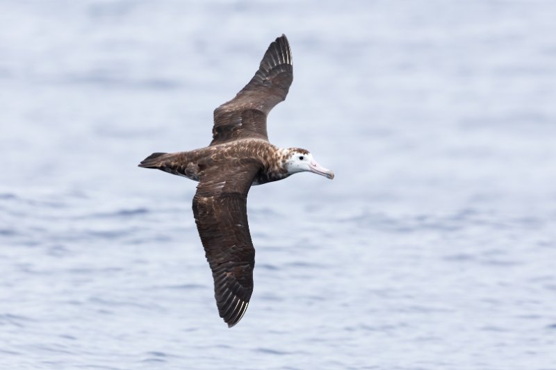 Amsterdam Albatross flying above water