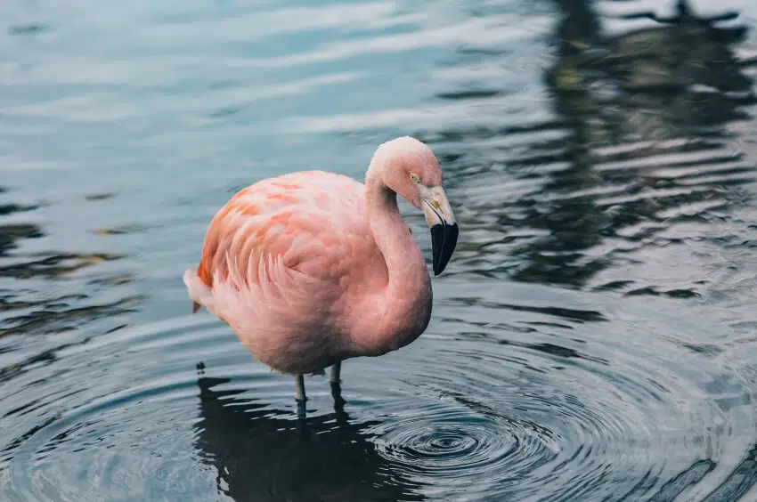 Andean Flamingo Standing in Water