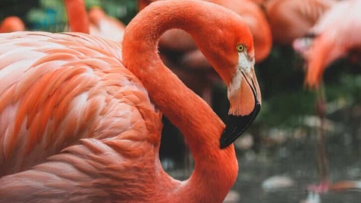 Andean Flamingo