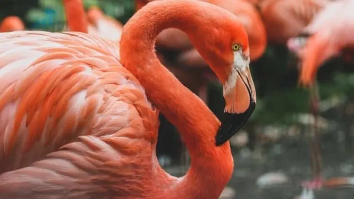 Andean Flamingo