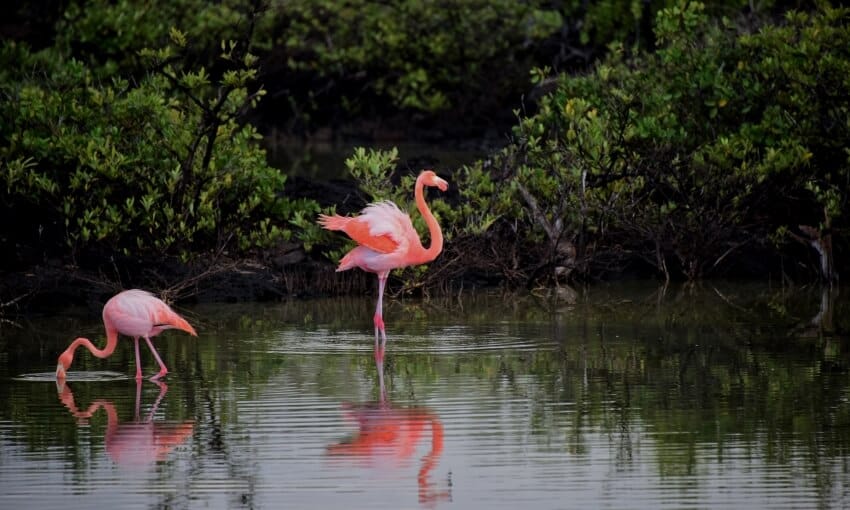 Andean flamingo Hunting