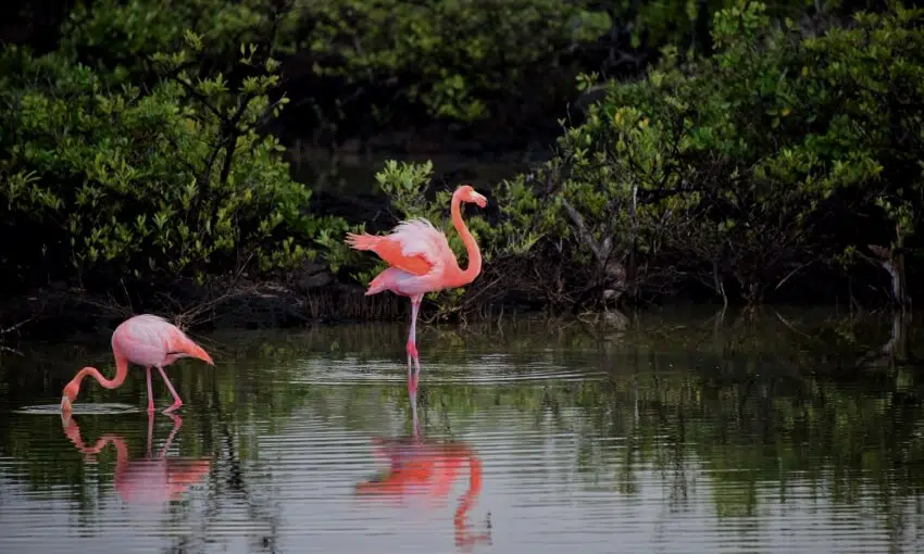 Andean Flamingo: Why is it Endangered? 1 Andean flamingo Hunting