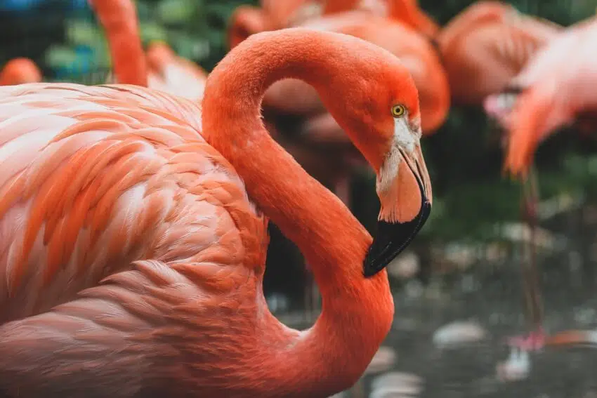 Andean Flamingo