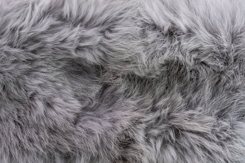 Close up of grey fur