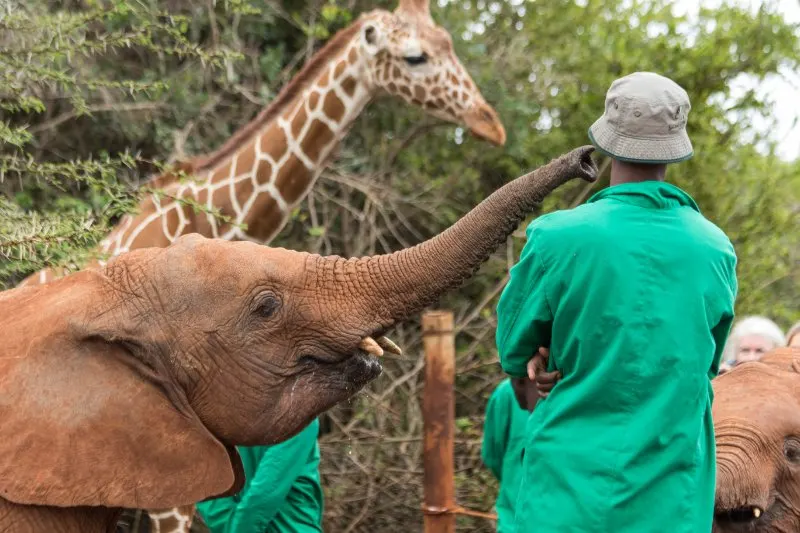 Man standing next to baby elephant