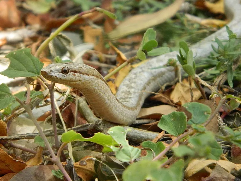 Antiguan Racer Snake Up close