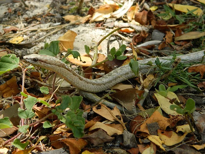 Antiguan Racer Snake on the ground