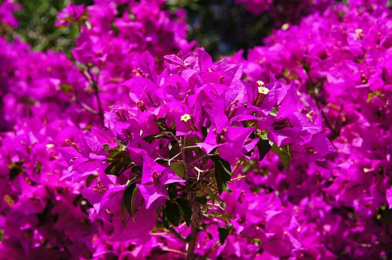 Bougainvillea