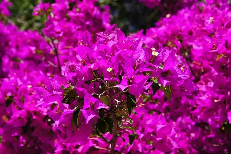 45 Best Starting Seeds in an Unheated Greenhouse 17 Bougainvillea