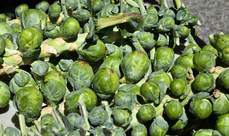 Brussels Sprouts