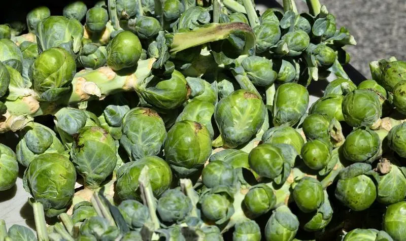 45 Best Starting Seeds in an Unheated Greenhouse 10 Brussels Sprouts