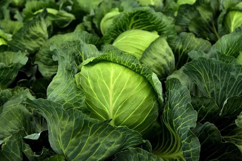 Cabbages 