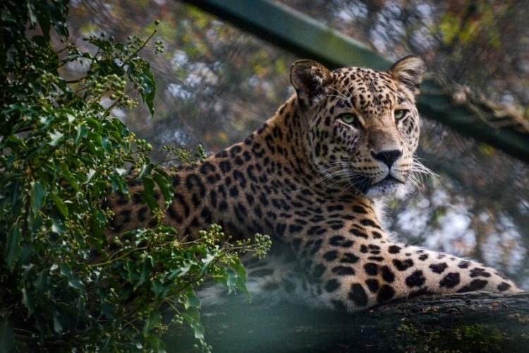 Jaguar: Is This Animal Endangered? 4 Jaguar Resting on a Huge Tree Branch