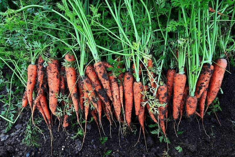 Carrots