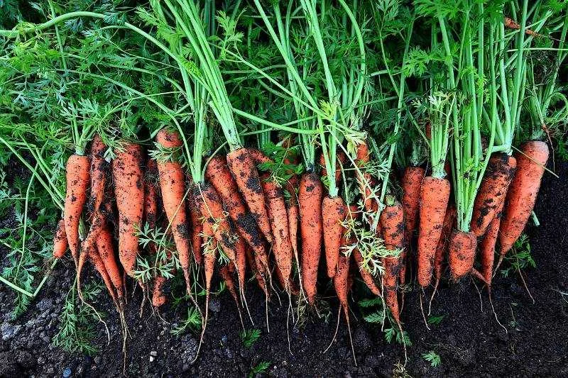 45 Best Starting Seeds in an Unheated Greenhouse 6 Carrots