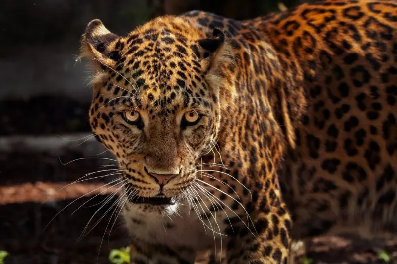 Closeup of Jaguar