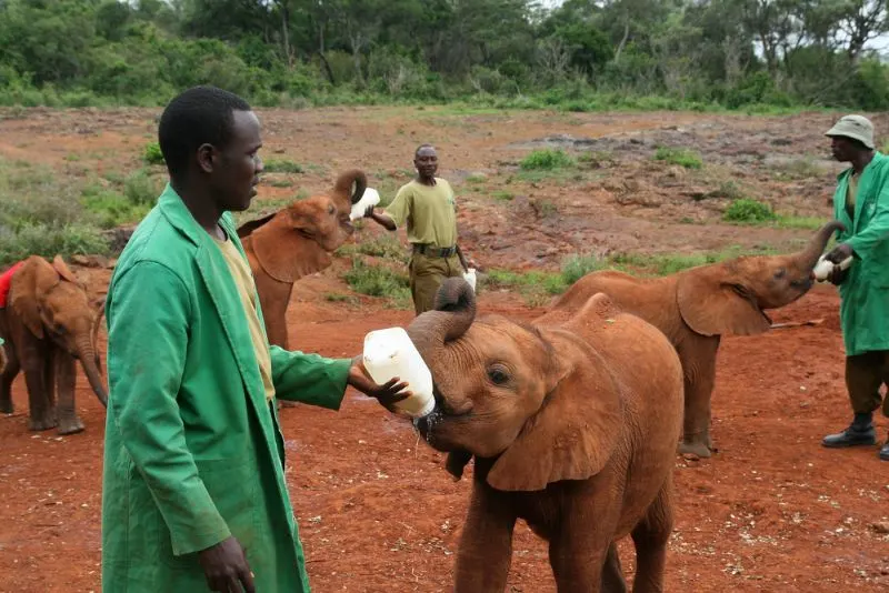 Elephant feeding