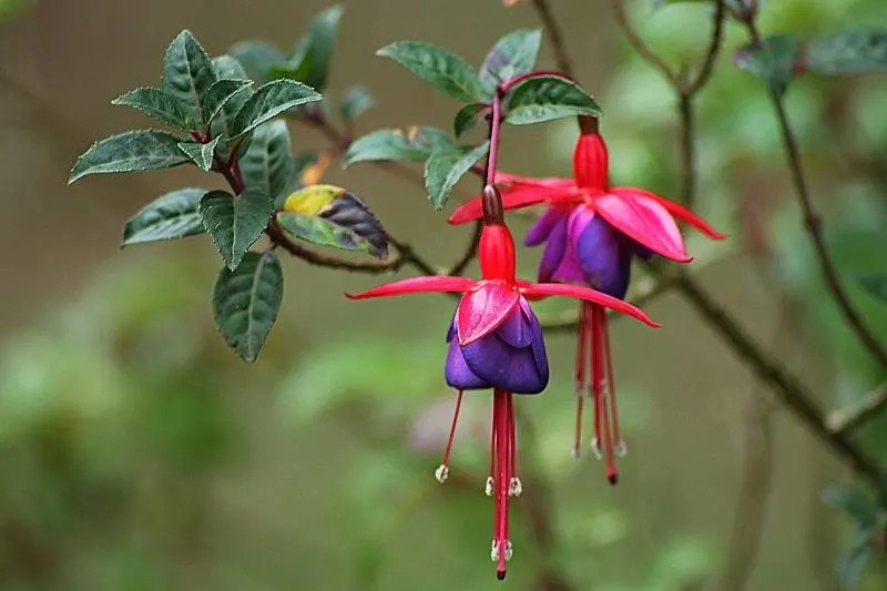 Fuchsia flower