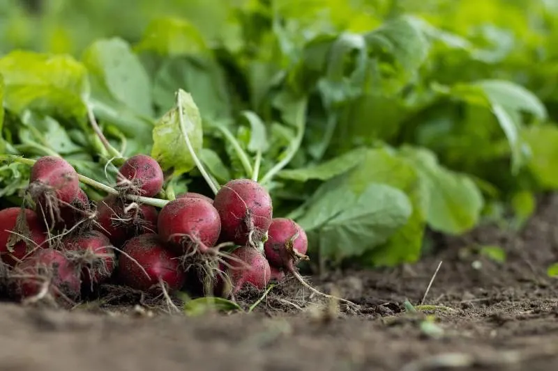 Garden radish