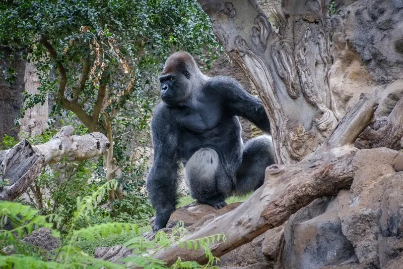 Gorilla sitting next to a tree