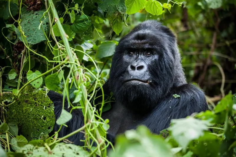 mountain gorilla in wilderness