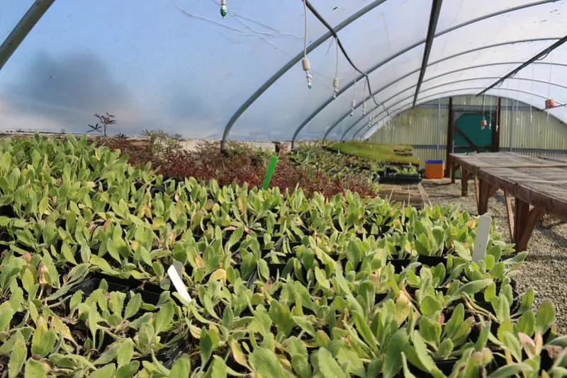 Plants inside a greenhouse