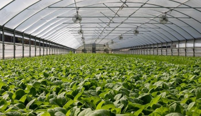 Greenhouse