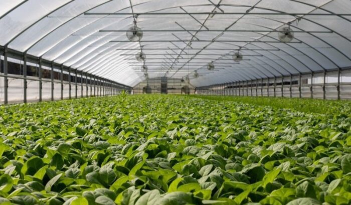 13 Greenhouse Foggers Compared: Best Picks and Warnings 3 13 Greenhouse Foggers Compared: Best Picks and Warnings
