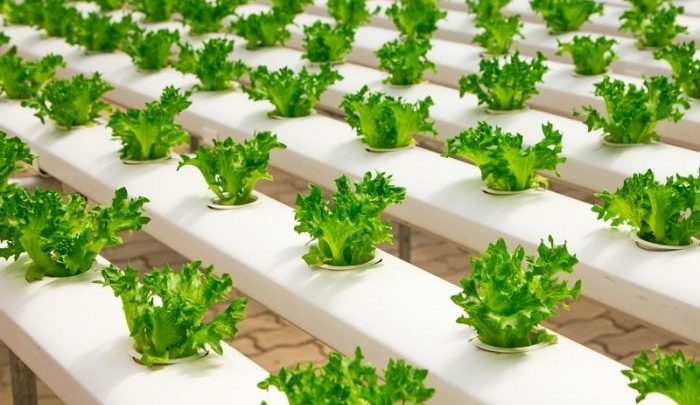 Greenhouse shelves