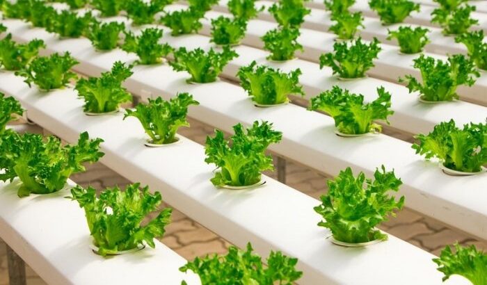 7 Best Shelves For Greenhouse | Top Shelving Options 1 7 Best Shelves For Greenhouse | Top Shelving Options