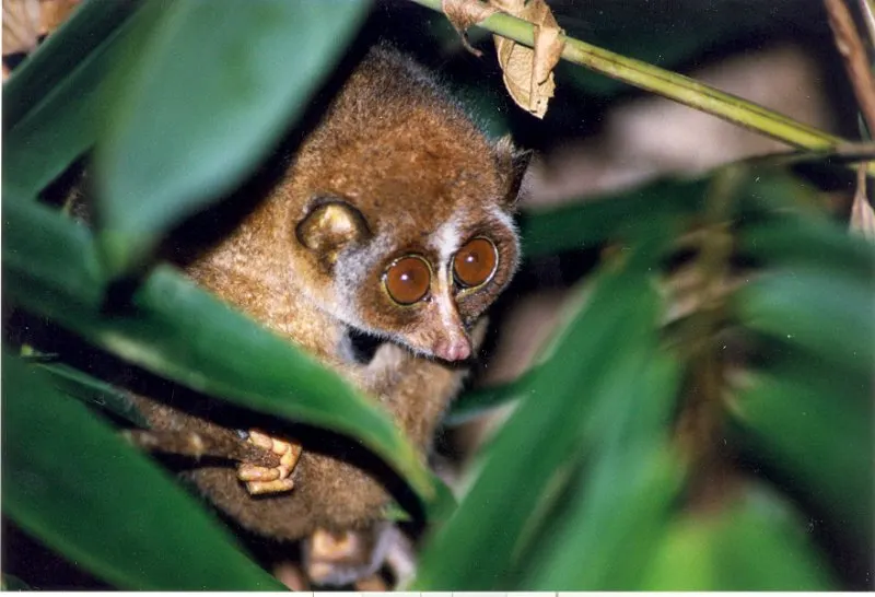 Red Slender Loris Hiding on Tree Leaves