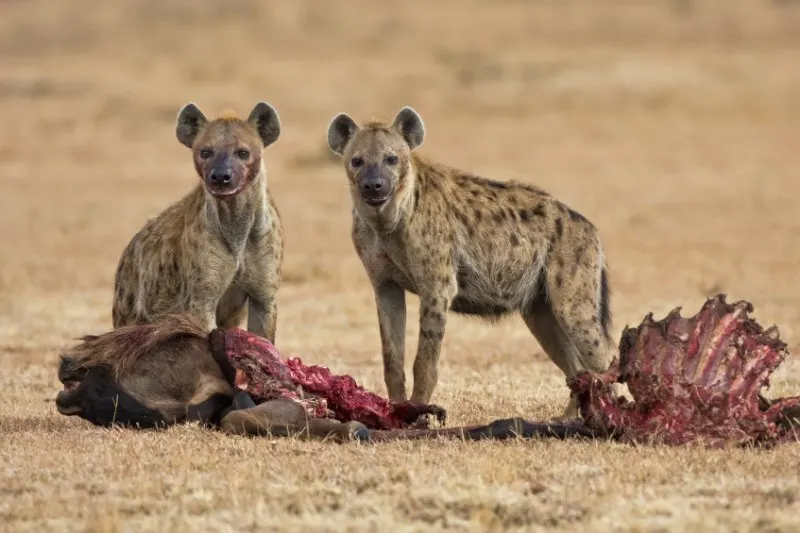 two spotted hyenas feeding