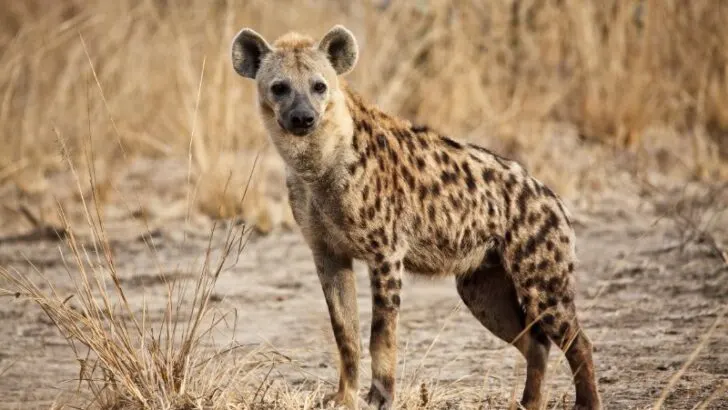Close up of spotted Hyena