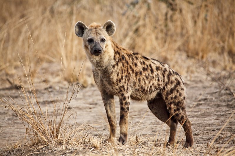 Close up of spotted Hyena