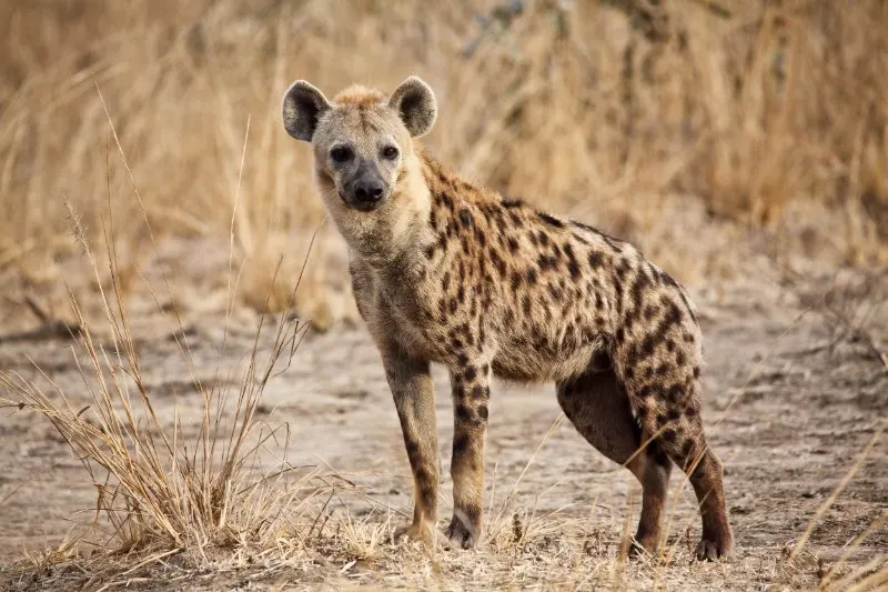 Brown Hyena: Is This Animal Endangered? 2 Close up of spotted Hyena