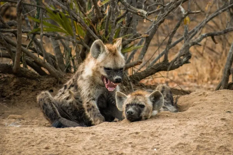 hyena cub barking to other cub