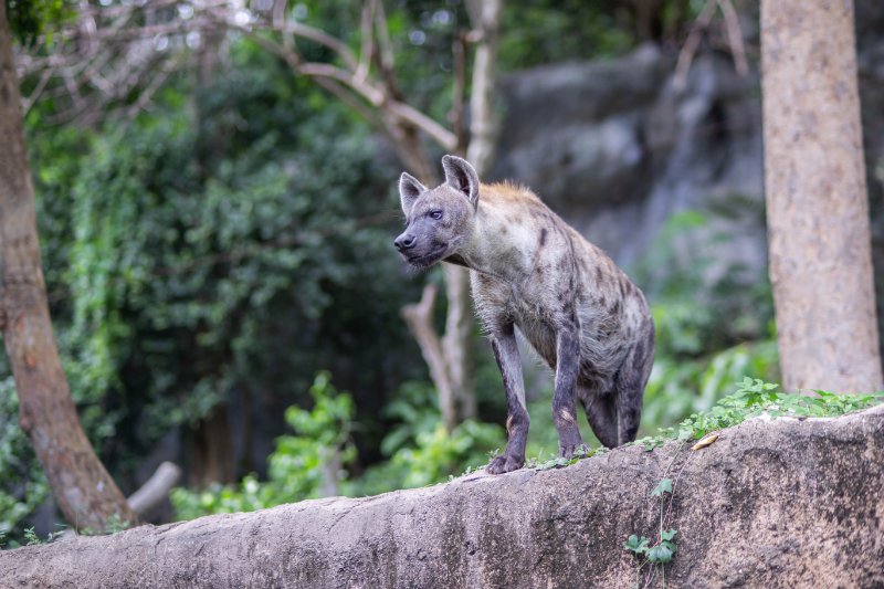 Close up of Spotted hyena