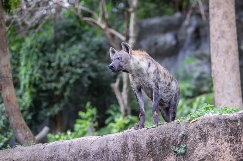 Spotted Hyena: Why is it Endangered? 4 Close up of Spotted hyena
