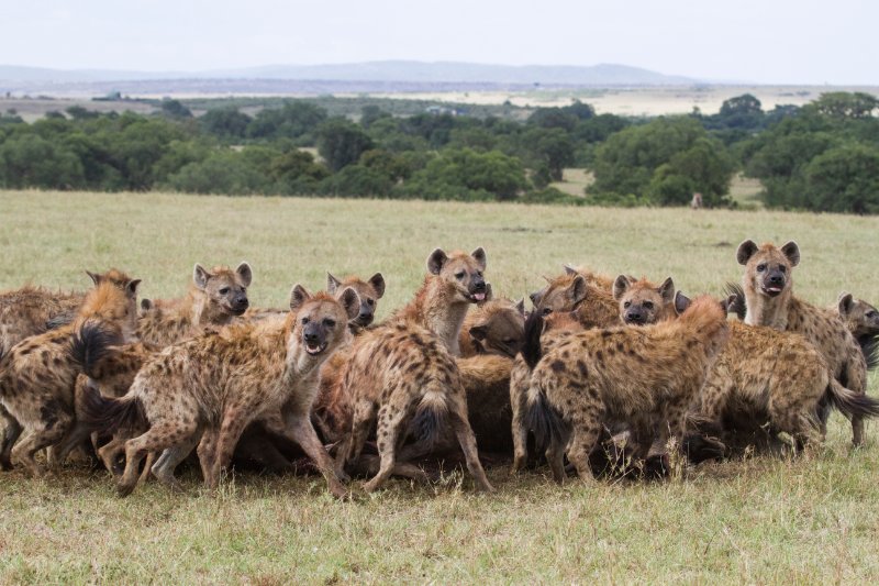 Hyenas clan feeding on wildebeest