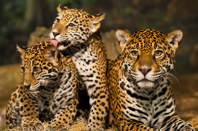 Jaguar Cubs with their mother