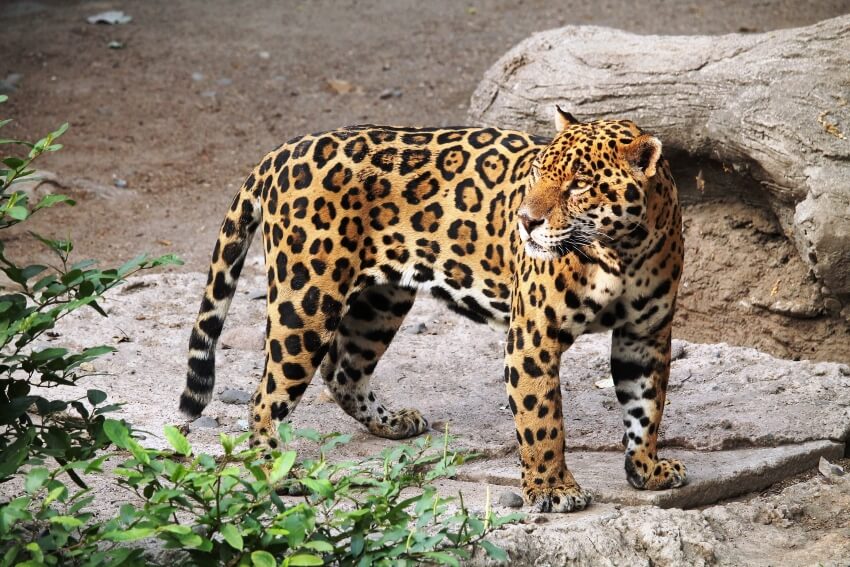Jaguar Standing on a Rock