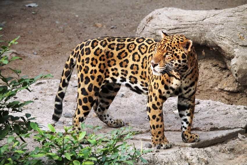 Jaguar: Is This Animal Endangered? 1 Jaguar Standing on a Rock