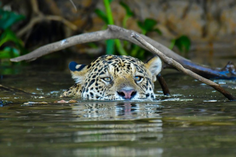 jaguar swimming in the water