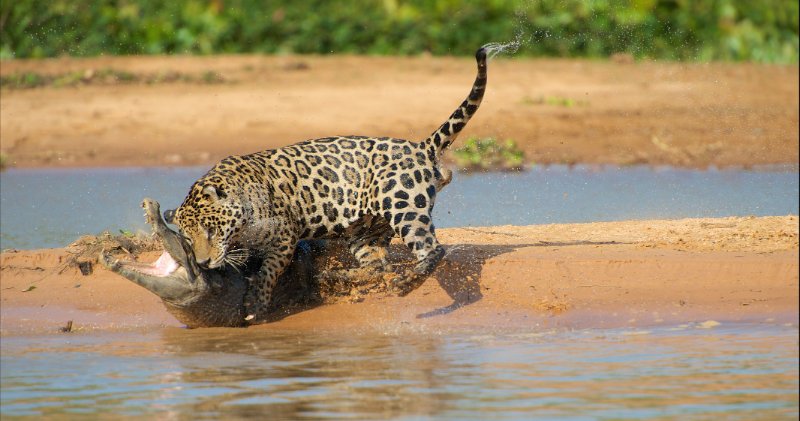 Jaguar attacking crocodile