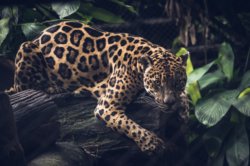 Jaguars sitting on the tree trunk ready to hunt