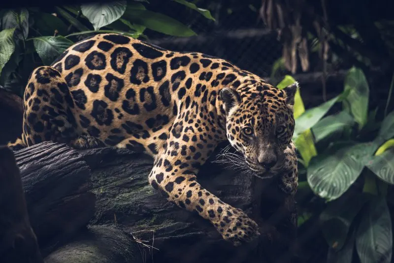 Jaguar: Is This Animal Endangered? Jaguar: Is This Animal Endangered?