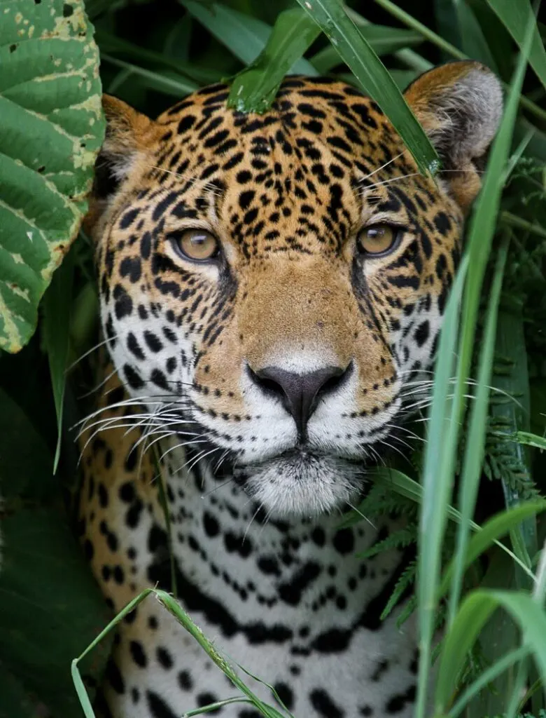 Jaguar in the Amazon Jungle