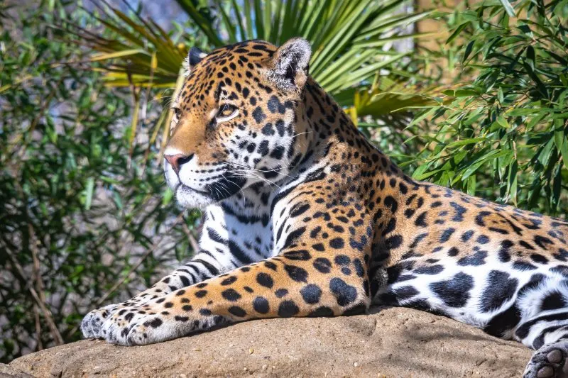 Jaguar on the rocks 